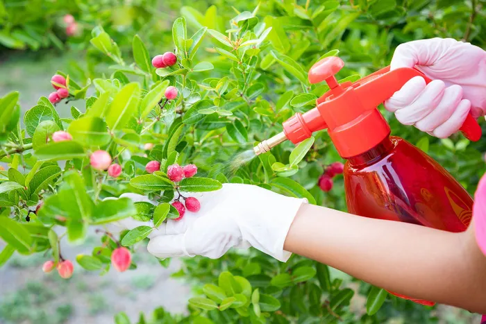 Cura dei fiori e giardinaggio