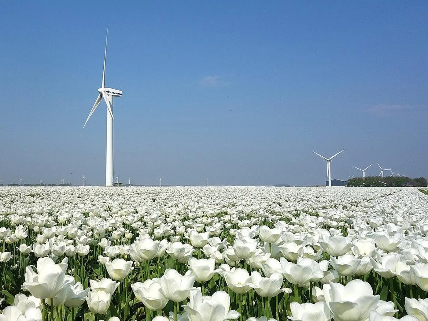 csm_flowers-3344661_1280_d9565b43aa.jpg