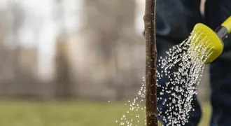 висадка дерев 