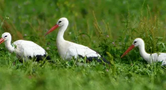 csm_Saves_Storks_bociany_1943297e51.jpg