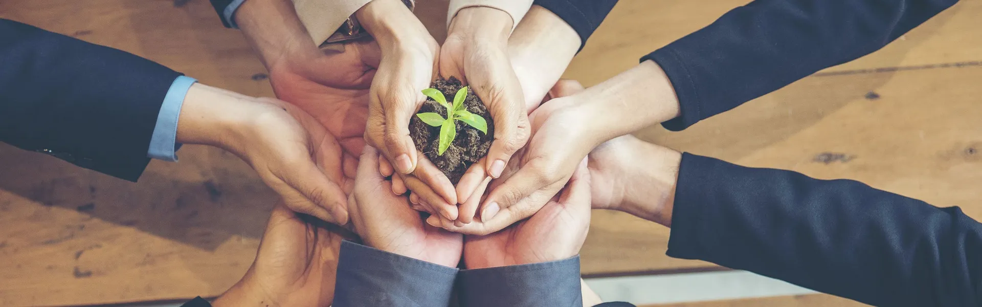 Six pairs of hands hold a plant