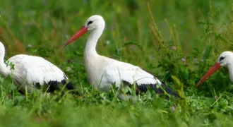 csm_Saves_Storks_bociany_3b05b9d984.jpg