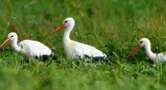Raben gólyamentő akció