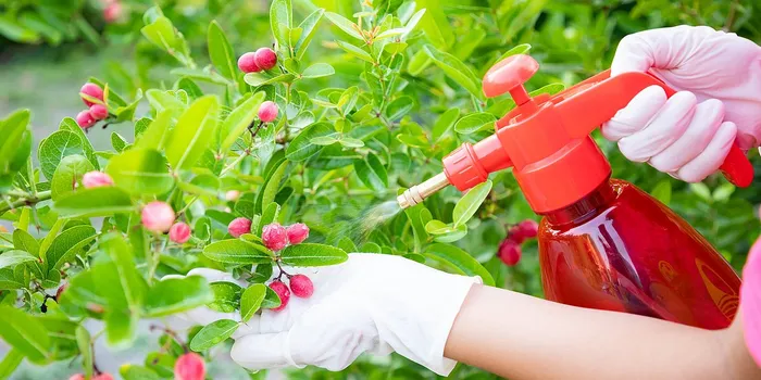 Plant care garden